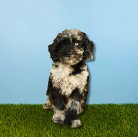 2nd Gen Mini Goldendoodle