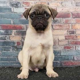 Pug