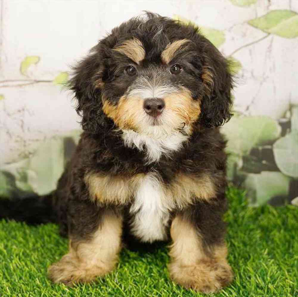 Image of a pet breed in the gallery