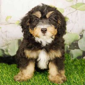 Bernedoodle Mini