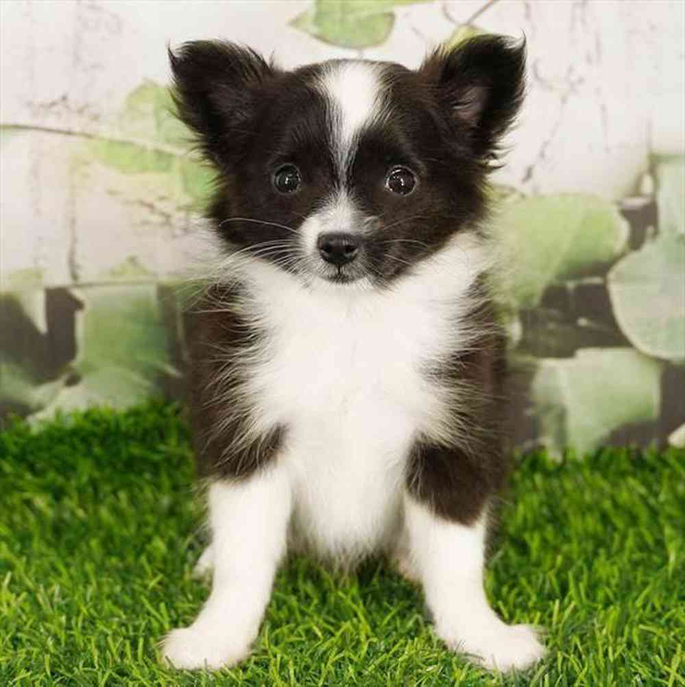 Image of a pet breed in the gallery