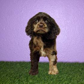 Cocker Spaniel