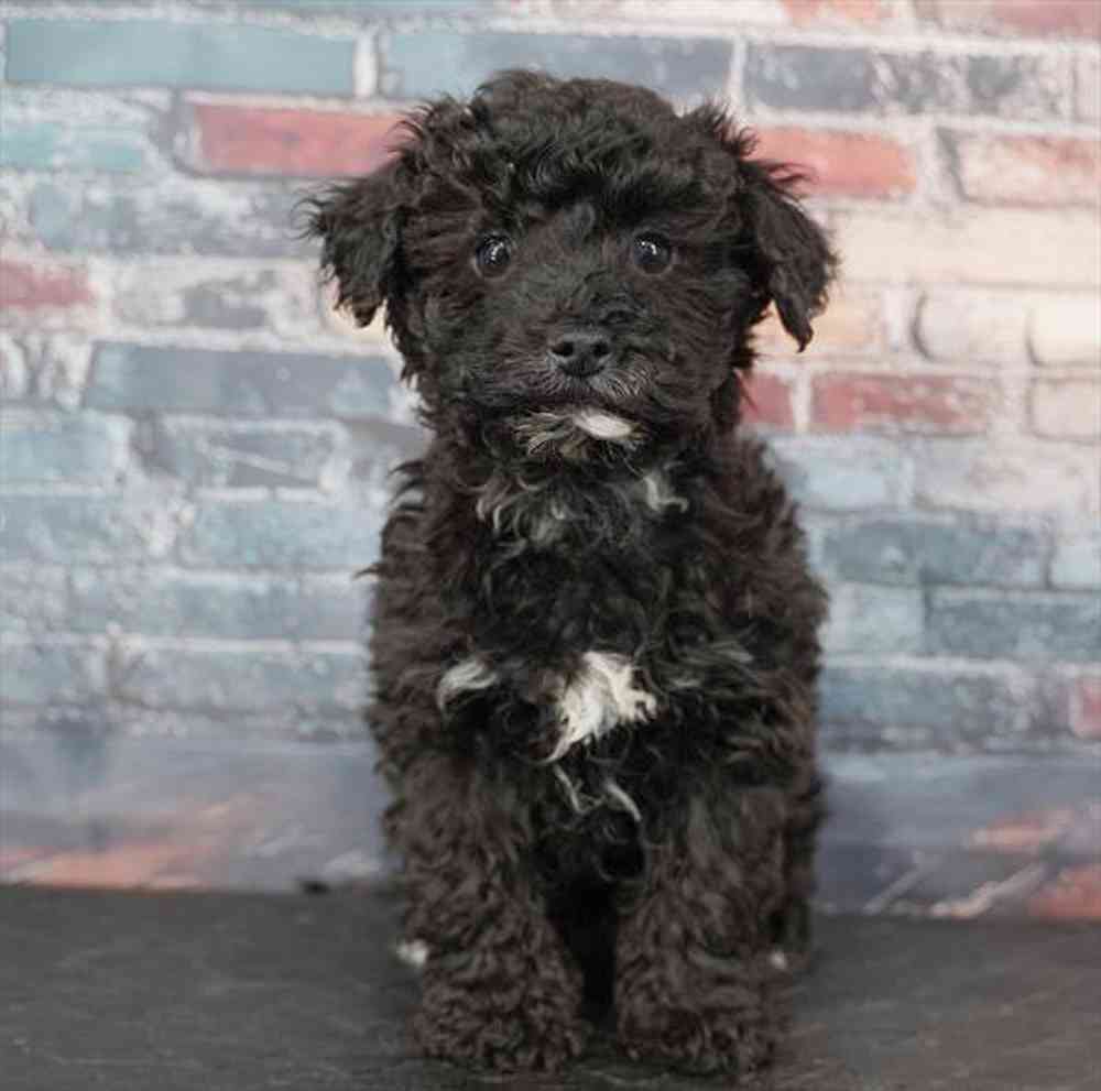 Image of a pet breed in the gallery