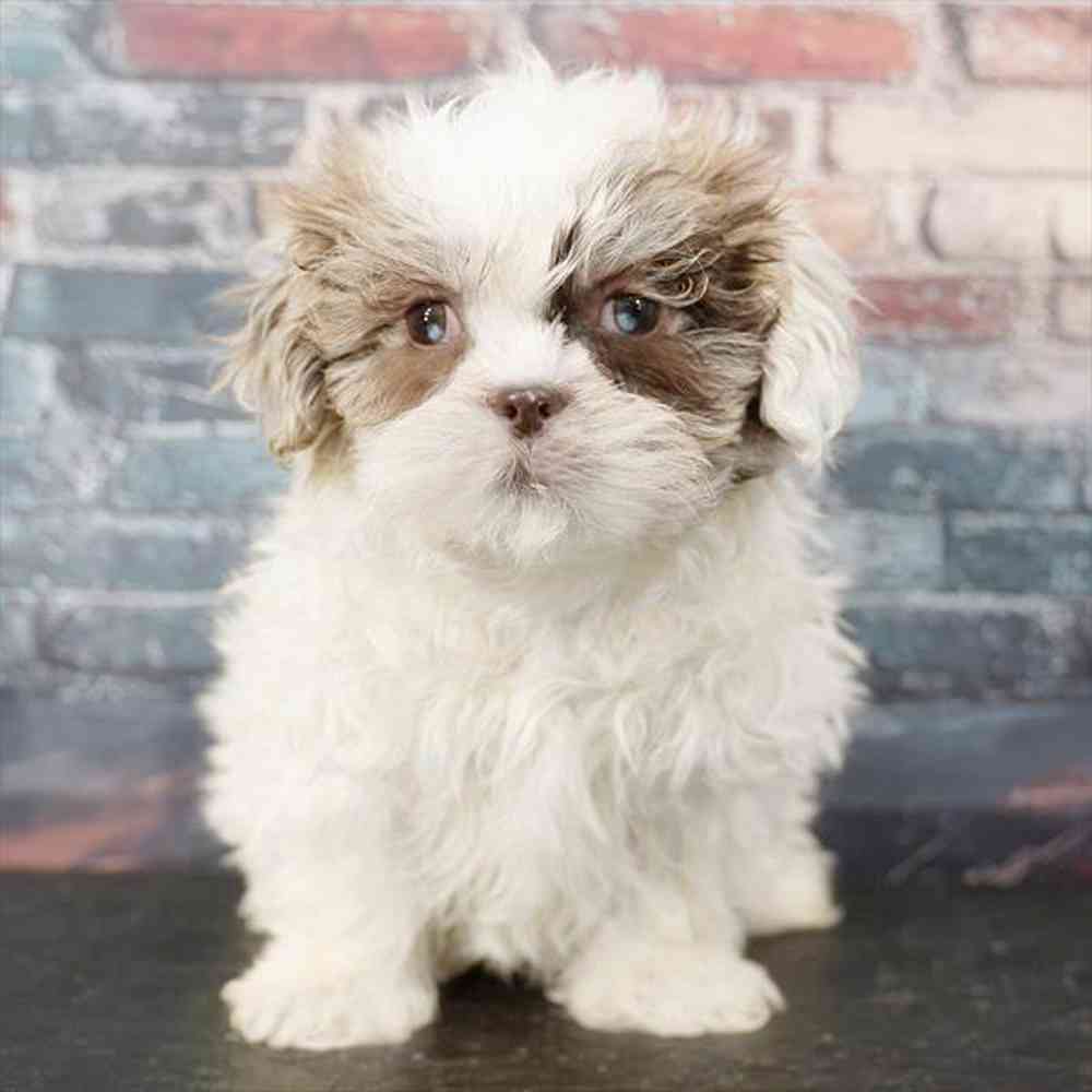 Image of a pet breed in the gallery