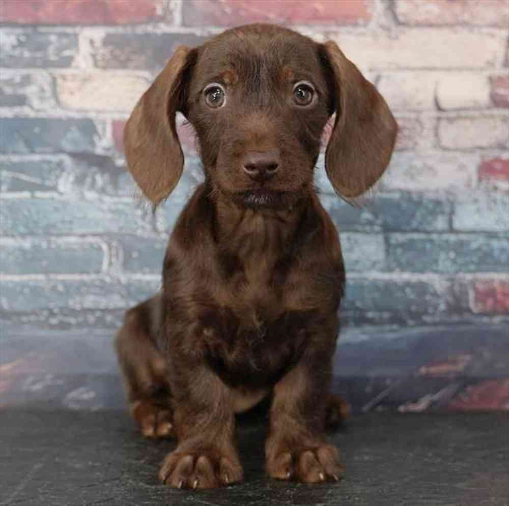 Image of a pet breed in the gallery