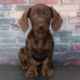 Dachshund