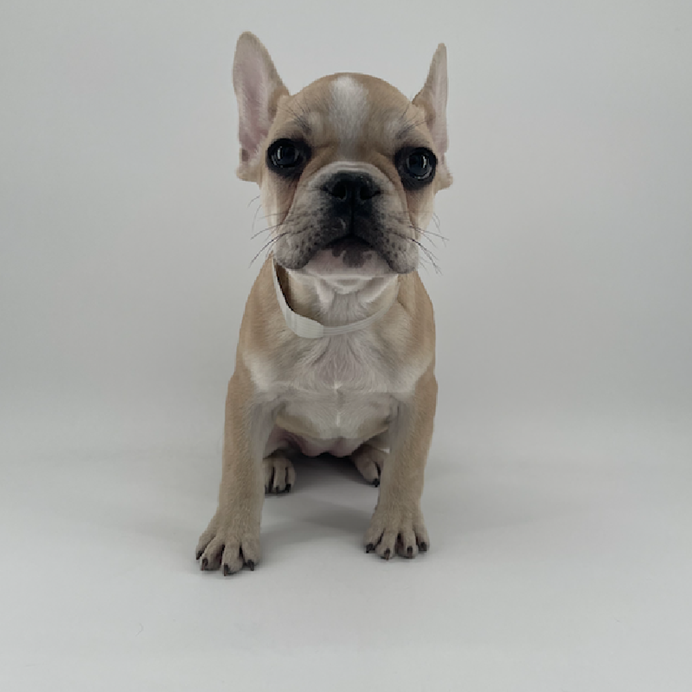 Image of a pet breed in the gallery