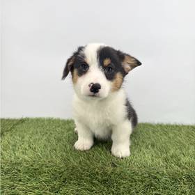 Pembroke Welsh Corgi