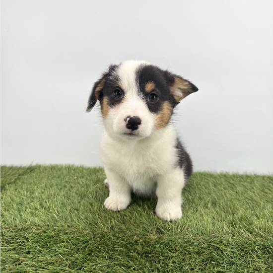 Pembroke Welsh Corgi