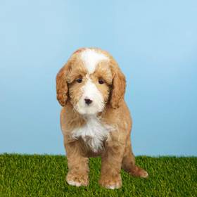 Poodle