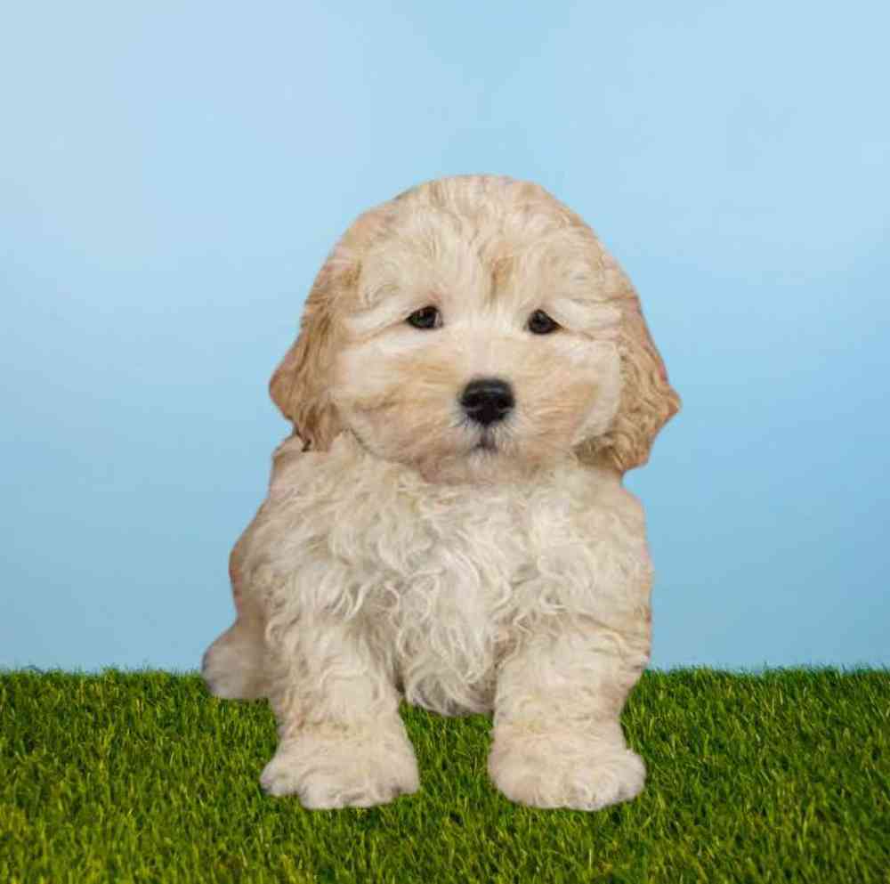 carousel pet images
