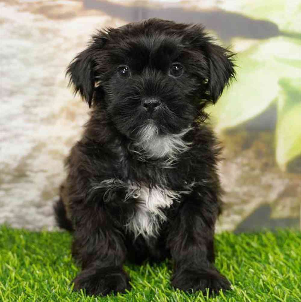 Image of a pet breed in the gallery