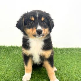 Mini Australian Shepherd