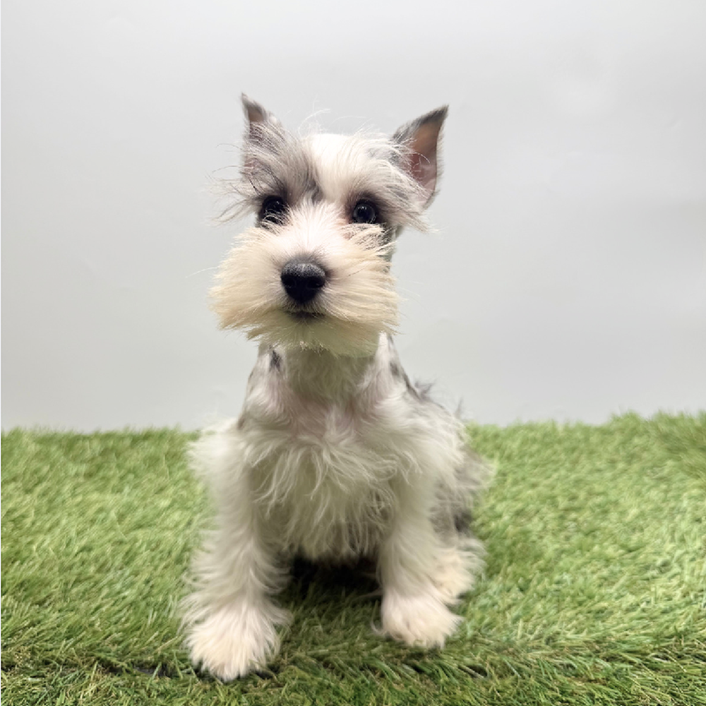 pet breed image