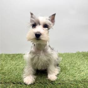 Mini Schnauzer