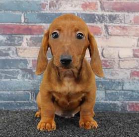 Dachshund