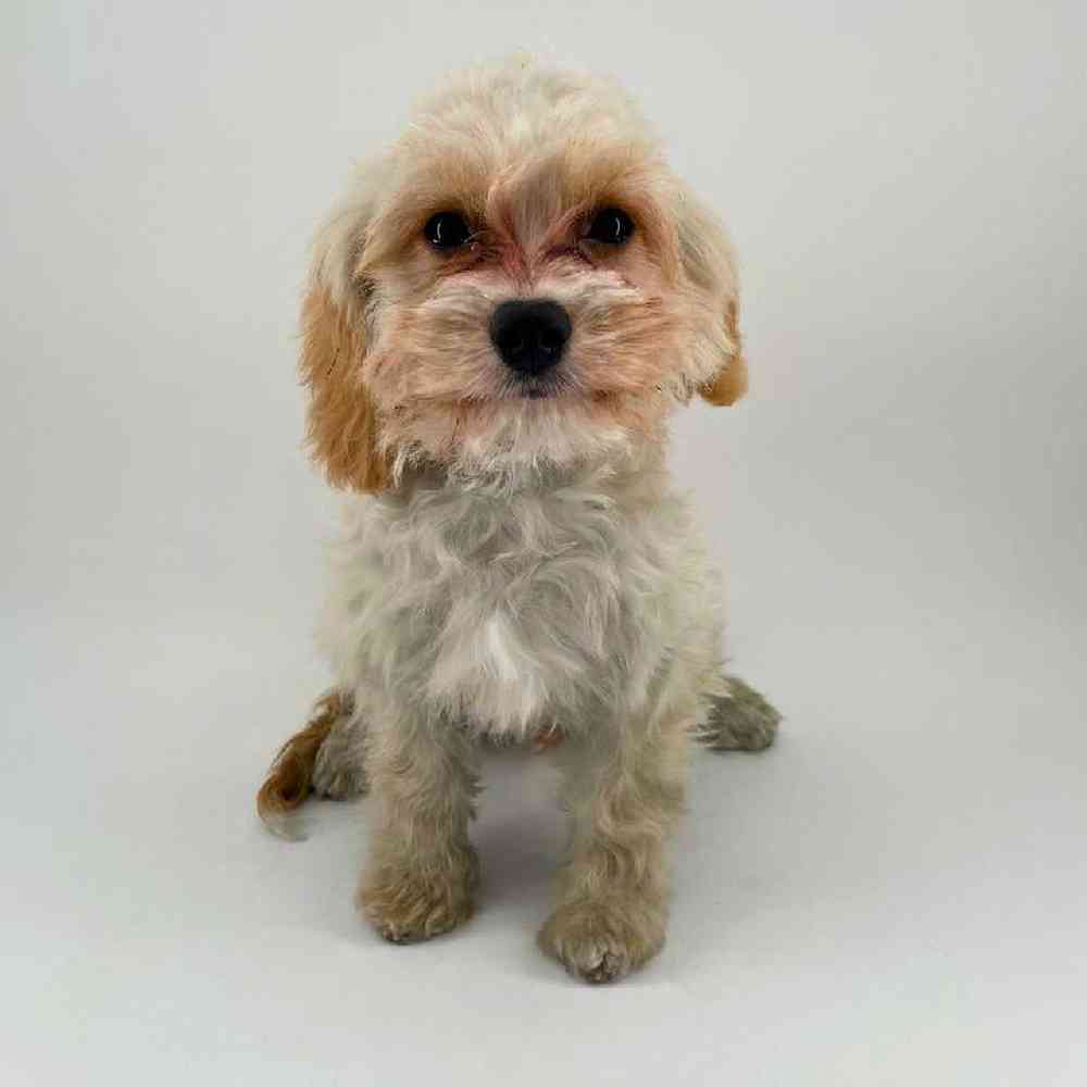 Image of a pet breed in the gallery