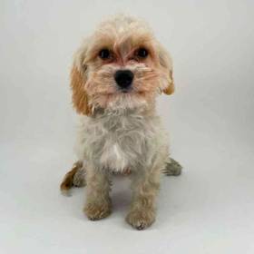 Cavachon