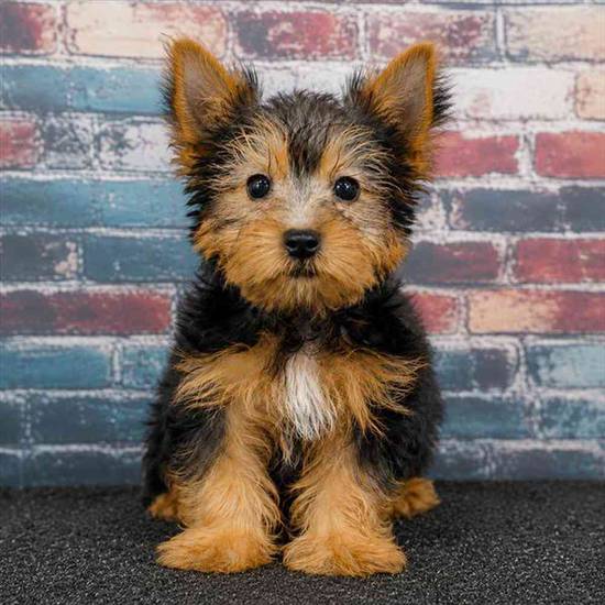 Yorkie