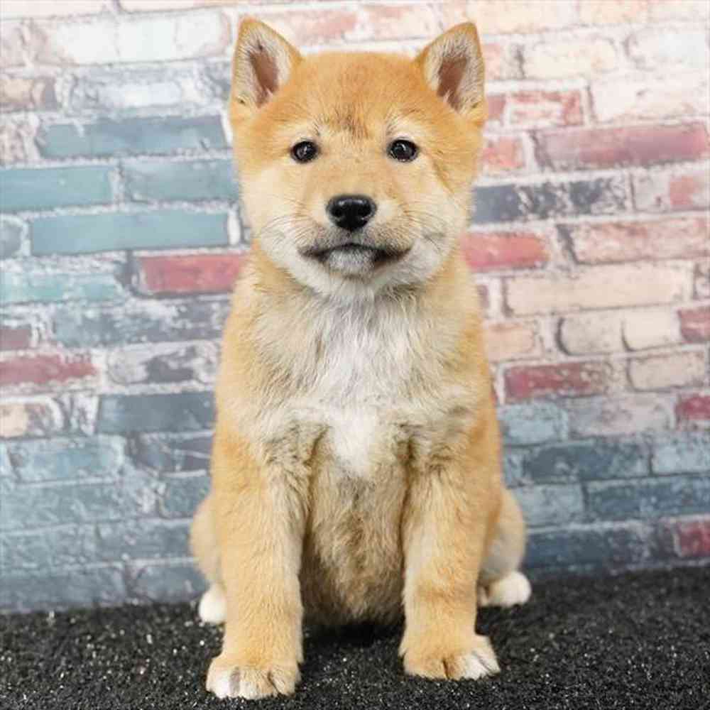 Image of a pet breed in the gallery