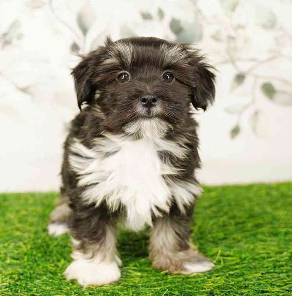 pet breed image