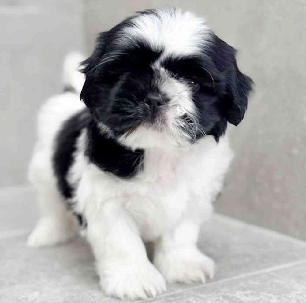 pet breed image