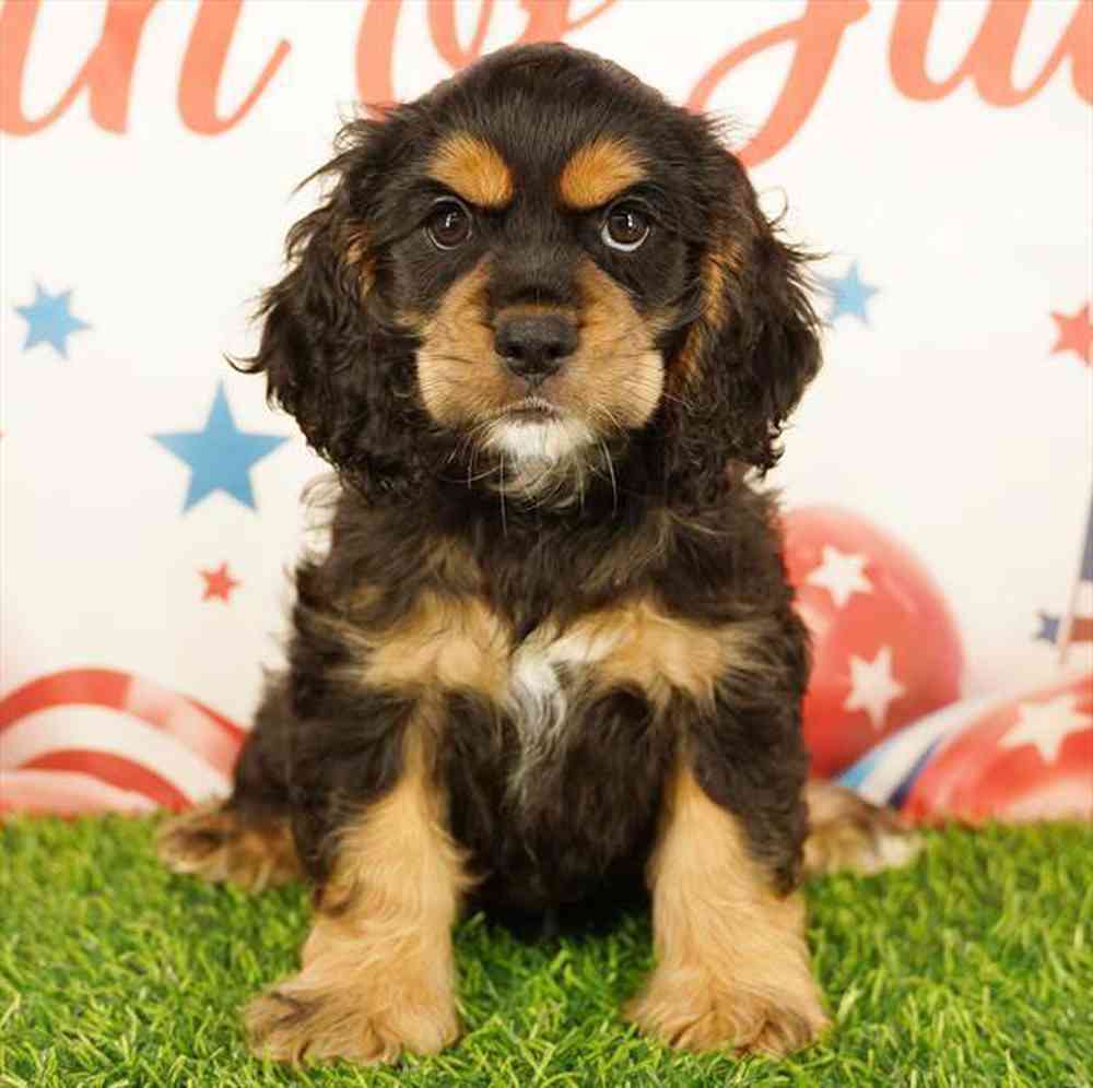 Image of a pet breed in the gallery