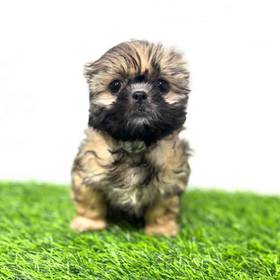 Shih Tzu