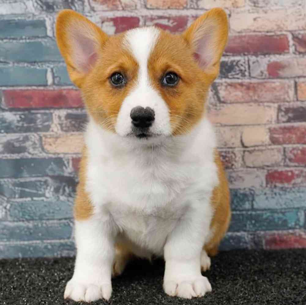 carousel pet images