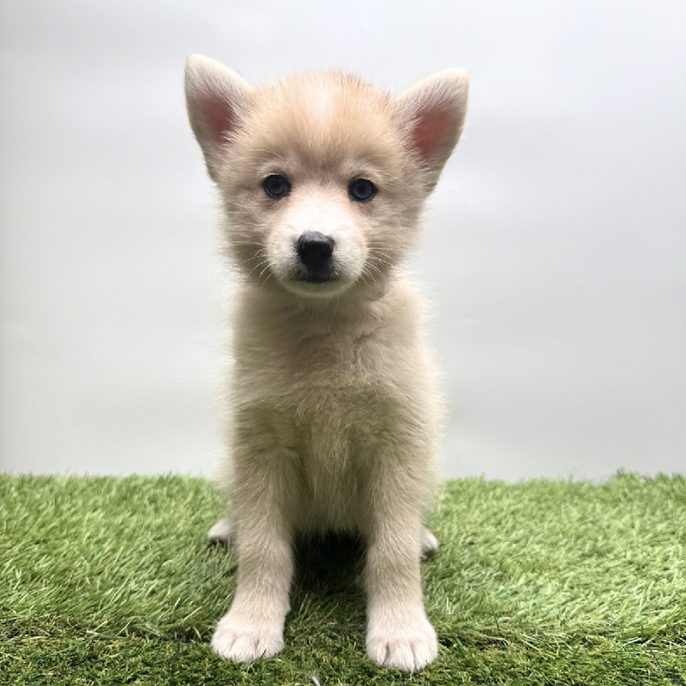 pet breed image