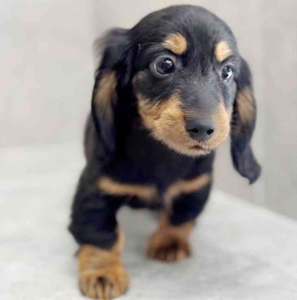 Image of a pet breed in the gallery