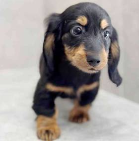 Dachshund