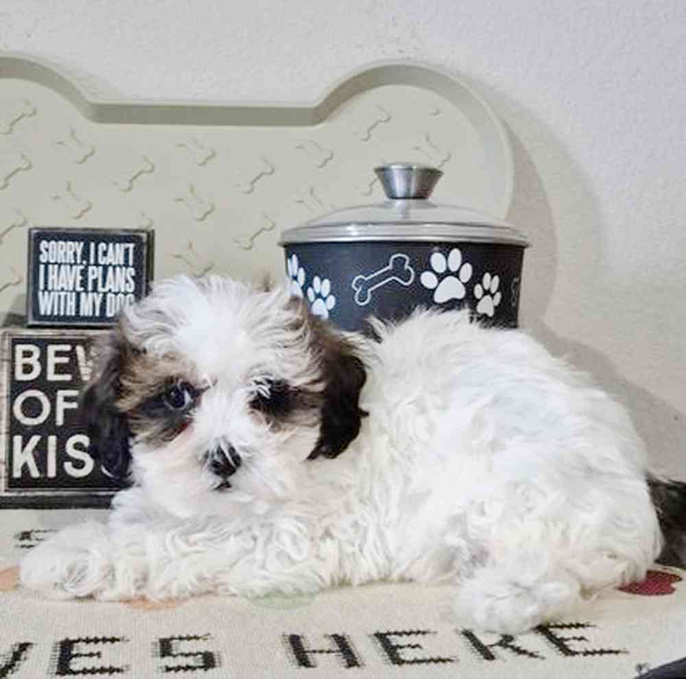 Image of a pet breed in the gallery