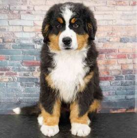 Bernese Mountain Dog