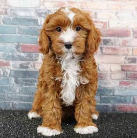 Cavapoo