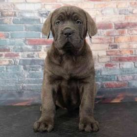 Cane Corso