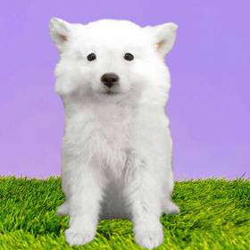 American Eskimo