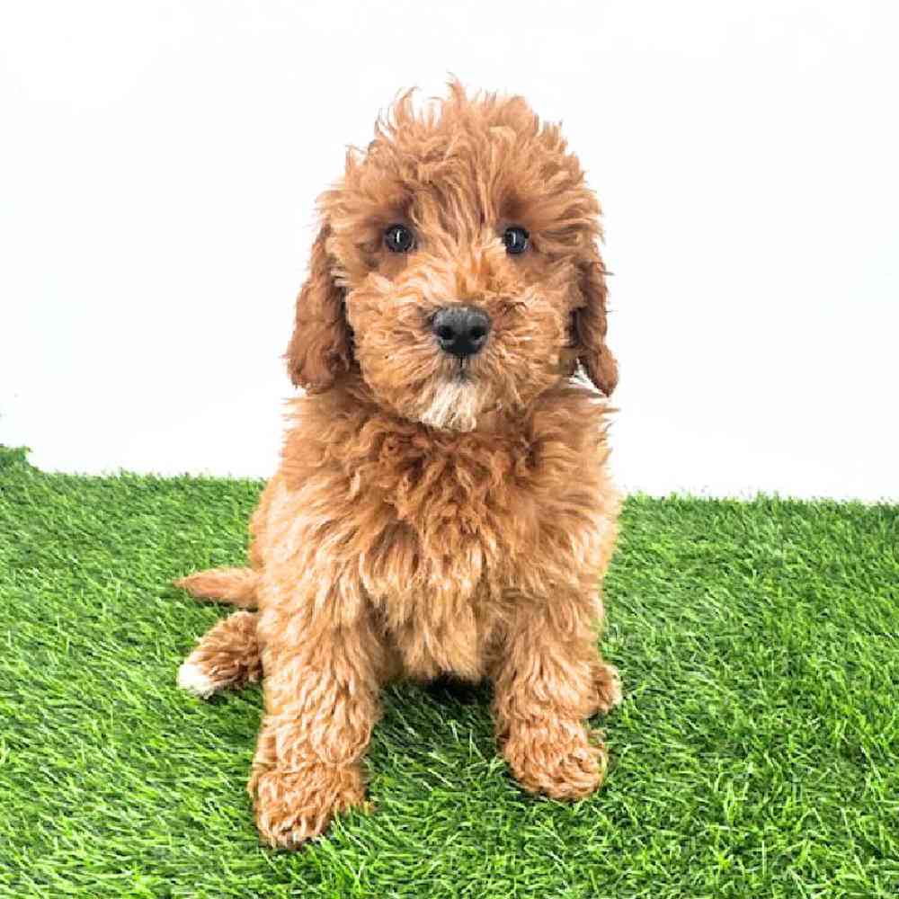 Image of a pet breed in the gallery