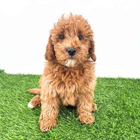 2nd Gen Mini Goldendoodle