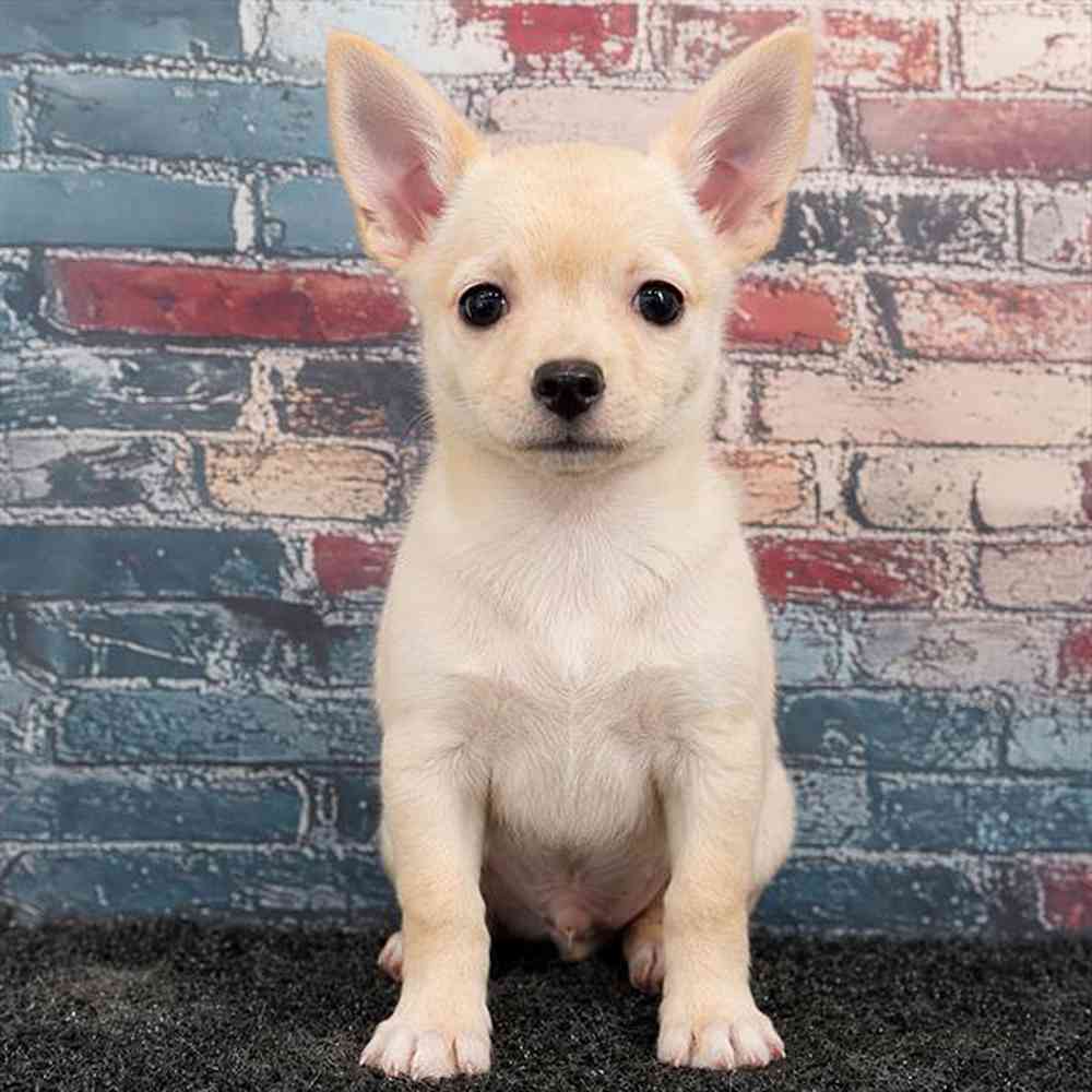 pet breed image
