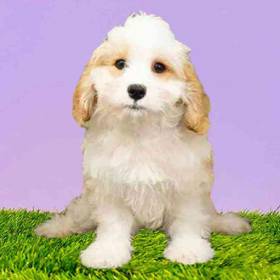 Cavachon