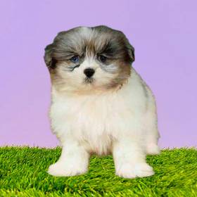 Pomeranian/Havanese