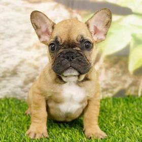 French Bulldog
