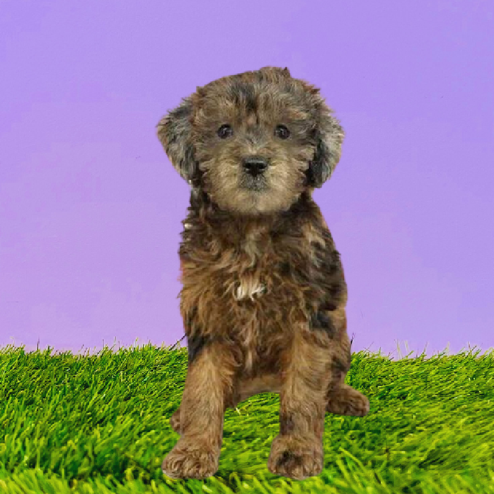 Female 2nd Gen Mini Goldendoodle Puppy for Sale in Marietta, GA