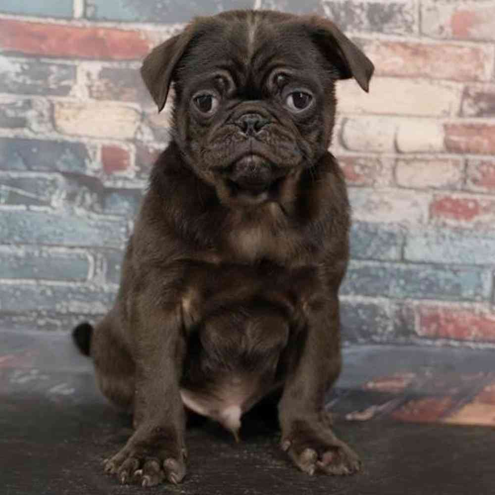 Image of a pet breed in the gallery