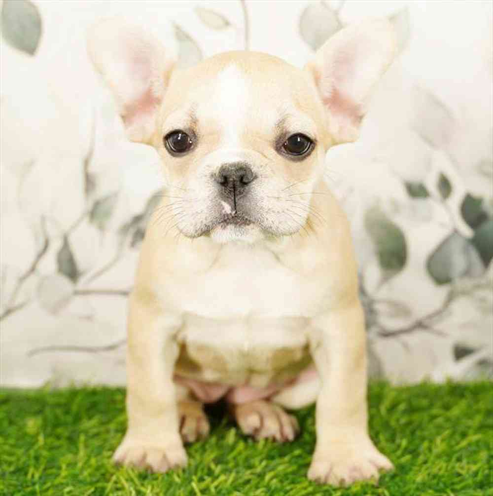 Image of a pet breed in the gallery