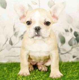 French Bulldog