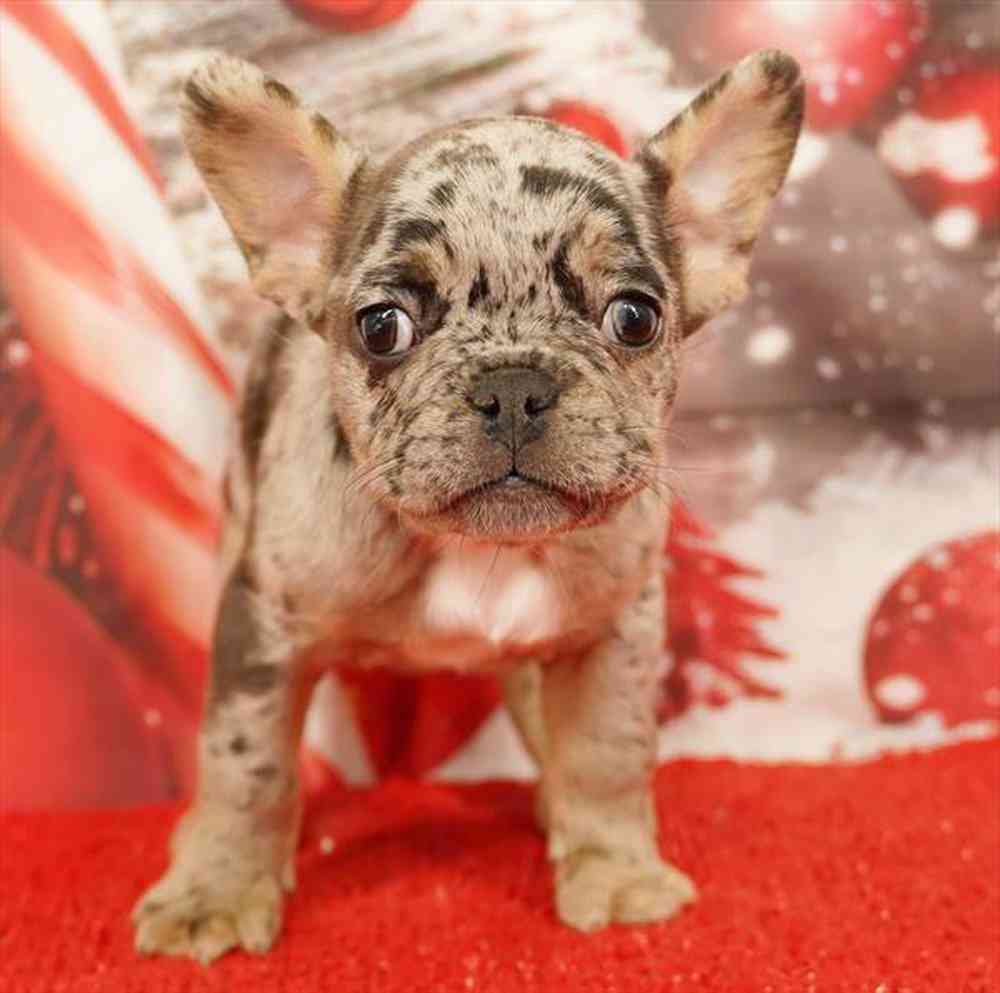 Image of a pet breed in the gallery