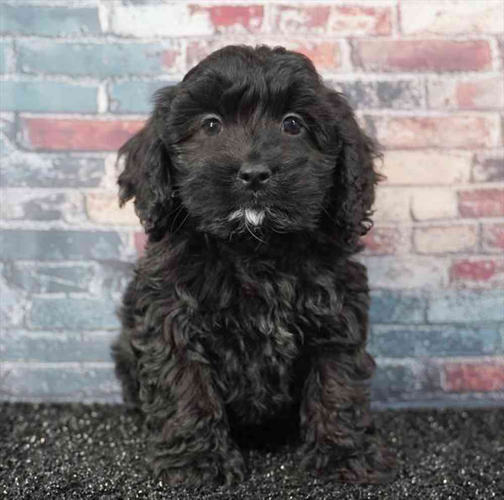 Image of a pet breed in the gallery