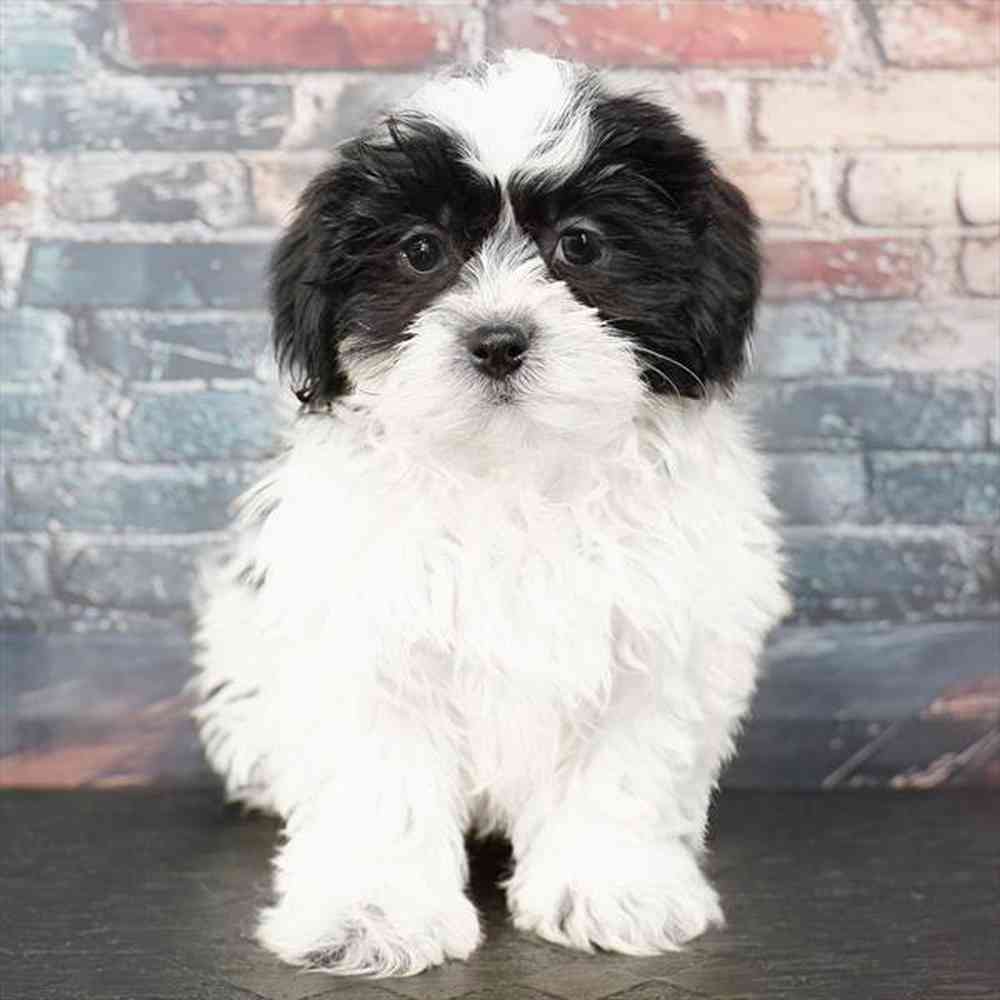 Image of a pet breed in the gallery